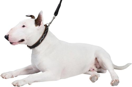 CollarDirect szegecses bőr kutyanyakörv kis-közepes kölyökkutyáknak, puha párnázott - outlet termék