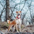 Haapaw kutyanyakörv fényvisszaverő, puha neoprénnel, állítható, légáteresztő, nylon - outlet termék