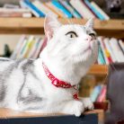 DAIHAQIKO 2 darabos fényvisszaverő macskanyakörv holdcsengővel, szín: ragyogó - outlet termék