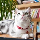 DAIHAQIKO 2 darabos fényvisszaverő macskanyakörv holdcsengővel, szín: ragyogó - outlet termék