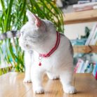 DAIHAQIKO 2 darabos fényvisszaverő macskanyakörv holdcsengővel, szín: ragyogó - outlet termék