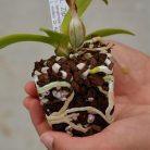 GOTVUGE orchideaföld orchidea-szubsztrát 4L orchideakéreg és organikus perlit - outlet termék