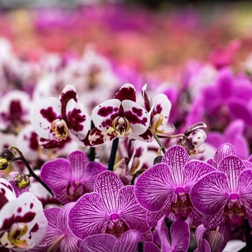 GOTVUGE orchideaföld orchidea-szubsztrát 4L orchideakéreg és organikus perlit - outlet termék