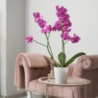 HOUNANG növénytámasz 44,5 cm 20 darabos növénykaró, rugalmas orchidea pálcák zöld - outlet termék